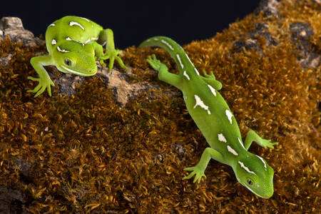Grüne Geckos von Auckland
