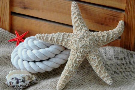 Starfish and rope
