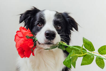 Border collie with rose