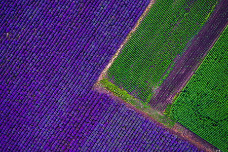Top view of lavender field