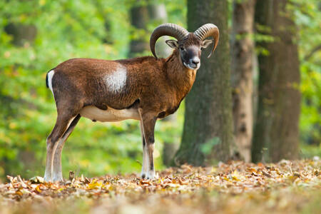 Mouflon in the forest