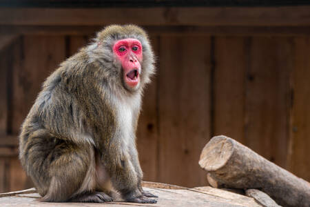Macaco japonês em uma pedra