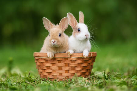 Kaninchen in einem Korb