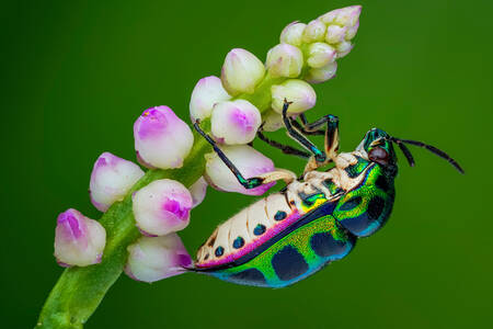 Різнокольоровий жук на квітці