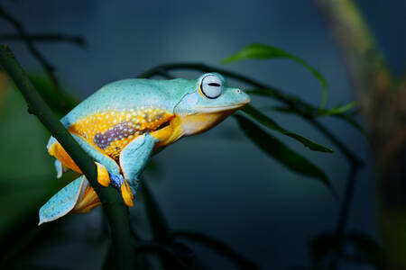 Jawajska latająca żaba