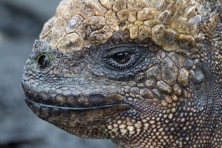 Marine iguana