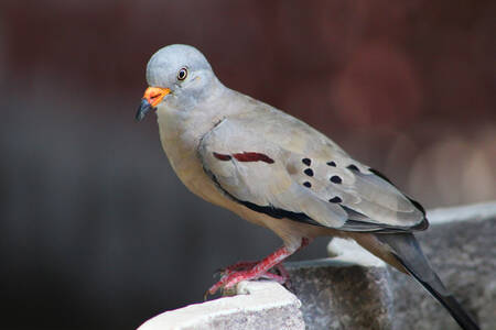 Peruvian pigeon