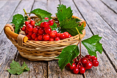 Viburnum berries