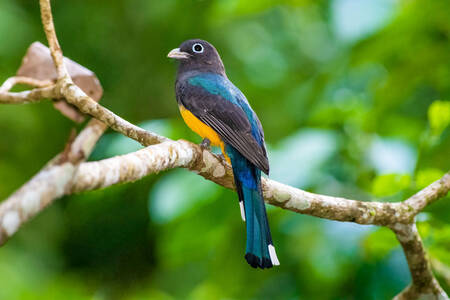 Siyah başlı trogon