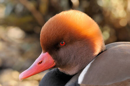 Red-crested pochard