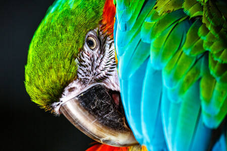 Green macaw