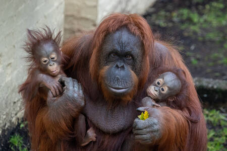 Orang-oetan met twee jongen