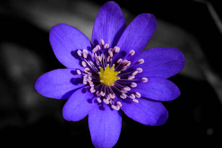 Blue flower