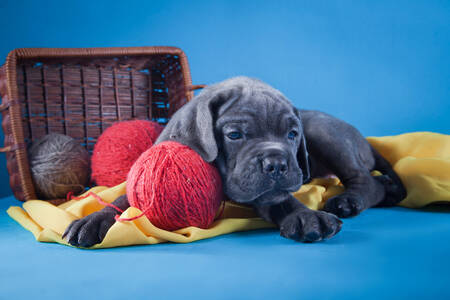 Chiot avec des fils