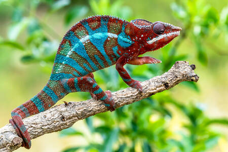 Caméléon panthère sur un arbre