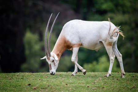 Oryx