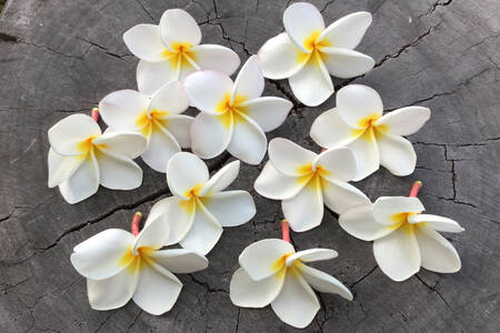 Plumeria fából készült háttéren
