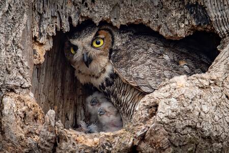 Coruja-das-torres-grande