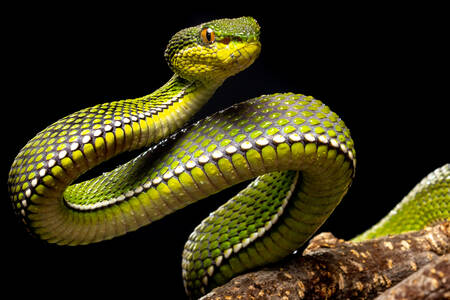 Cobra venenosa com manchas roxas