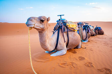Camels in the Sahara
