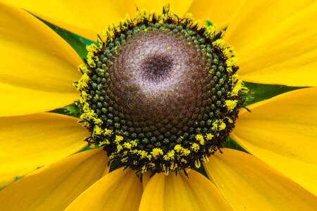 Makrobillede af en gul blomst