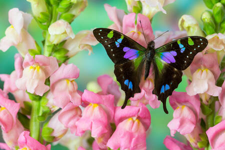 Бабочка-парусник на розовых цветах