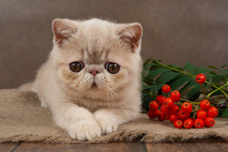 Kiscica berkenyebogyókkal