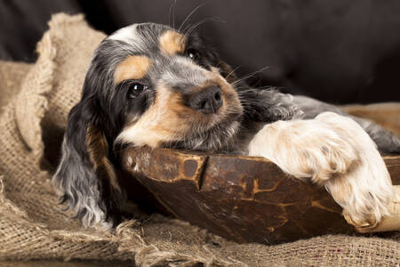 Šteniatko anglického kokeršpaniela
