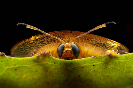 Tortoise beetle on leaves