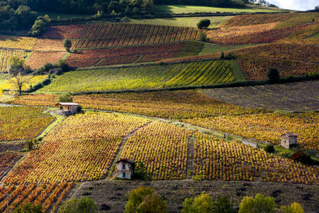 Beaujolais wijngaarden