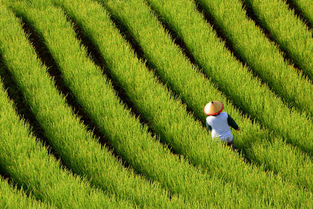 Fazendeiro no campo