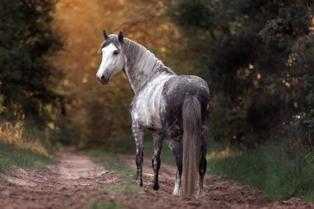 Kůň v lese