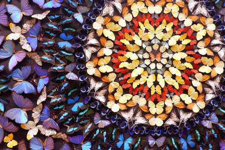 Farfalle colorate