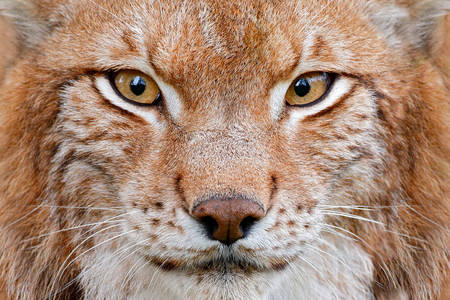 Lynx portret