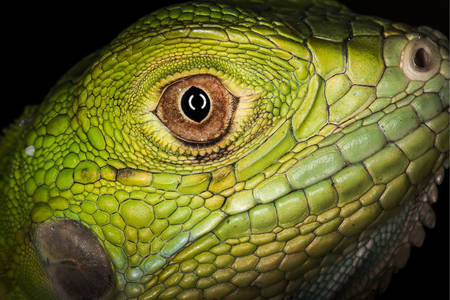 Retrato de iguana