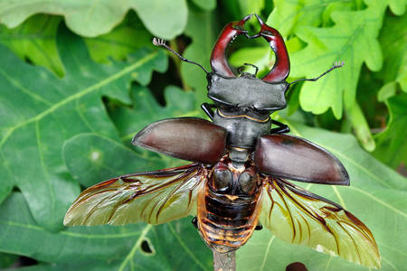 Escarabajo ciervo con alas extendidas