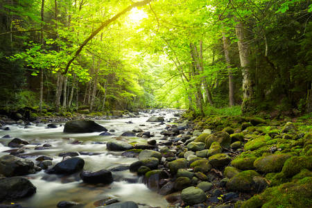 Río de montaña en el bosque