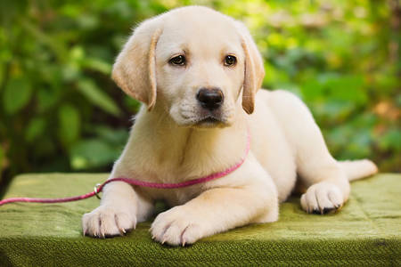 Cachorro labrador