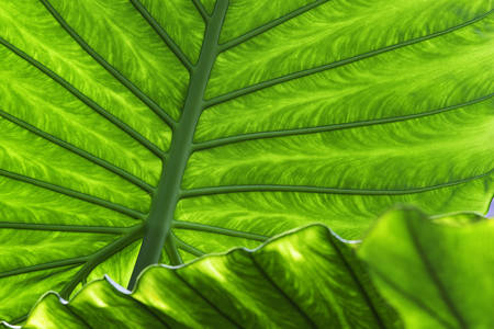 Макро снимка на тропически листа