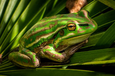 Frog on tropical leaves
