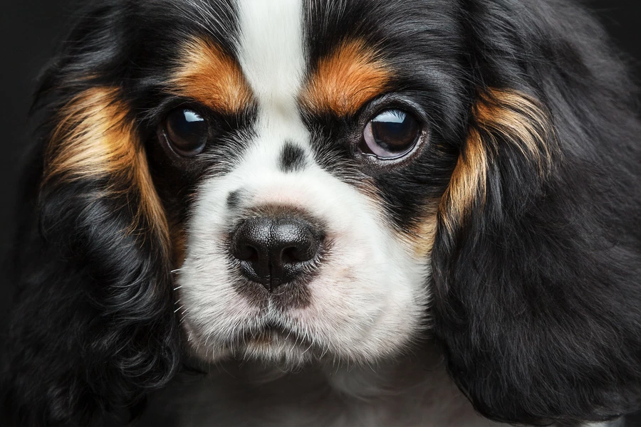 Cavalier King Charles Spaniel yavrusu