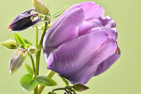 Liliowy tulipan