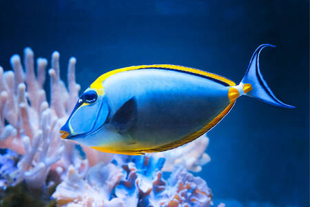 Geel blauwe vis