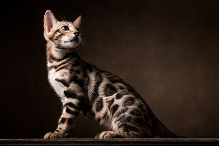 Karanlık bir arka planda Bengal kedi yavrusu