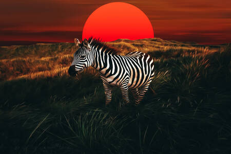 Zebra na pozadí západu slnka