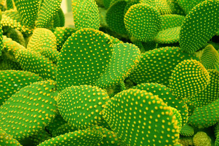 Cactus di fico d'India