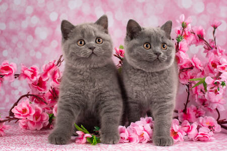 Britská koťata v květinách