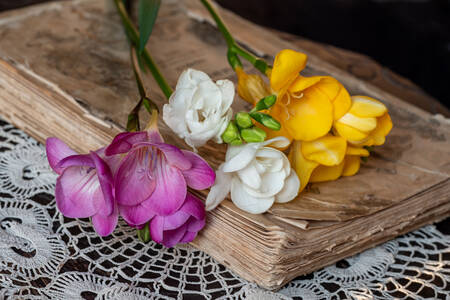 Freesia flowers on an old book