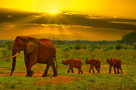 Famiglia di elefanti nella savana
