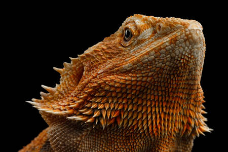 Portrait of a bearded dragon